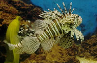 虚拟号码外呼软件